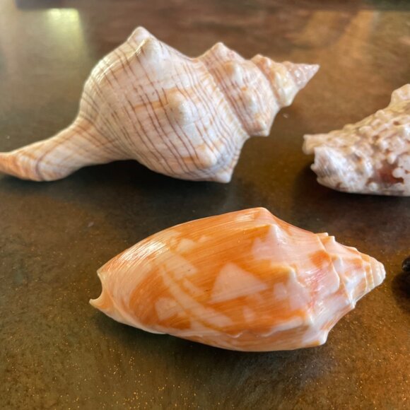 5 Different Sea Shells 1 Sand Dollar w/ Original Painting Signed by Dean Unique - Picture 6 of 13